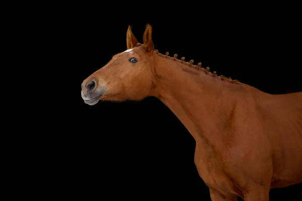 Cavallo Rosso Isolato Bianco — Foto Stock