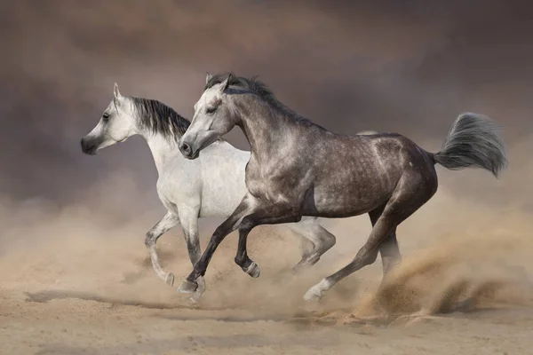 Dois Cavalos Cinzentos Correm Galope Deserto — Fotografia de Stock