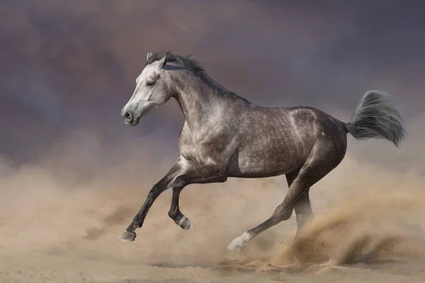 Graue Arabische Pferde Galoppieren Sandigen Staub — Stockfoto