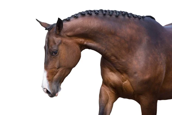 Bay Braided Horse Portrait White Background — Stock Photo, Image