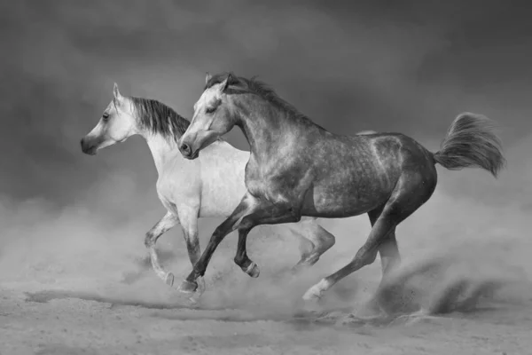 Dwa Szare Konie Arabskie Biegają Galopem Pustynnej Burzy — Zdjęcie stockowe