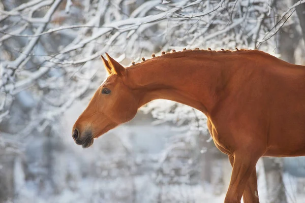 Rood Paard Winter Sneeuw Hout Landschap Bij Zonsondergang Licht — Stockfoto