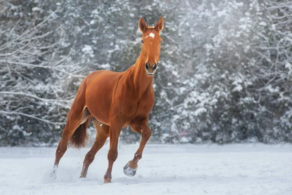 Cavallo Rosso Correre Galoppo Inverno Neve Paesaggio Legno — Foto Stock