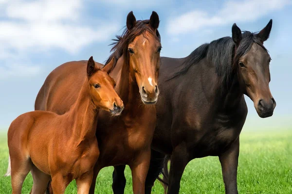 Mare Puledro Gregge Pascolo Primaverile — Foto Stock