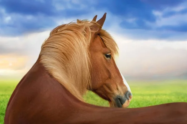 Röd Häst Med Lång Man Närbild Porträtt Mot Solnedgången Himlen — Stockfoto