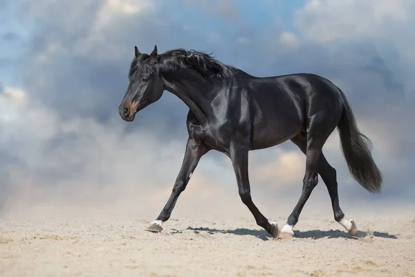 Étalon Noir Courir Sur Poussière Désert Sur Fond Bleu — Photo