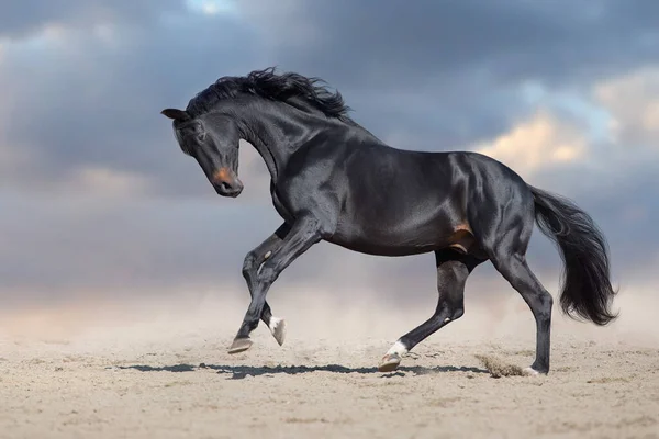 黒種牡馬は青を背景に砂漠の塵の上を走る — ストック写真