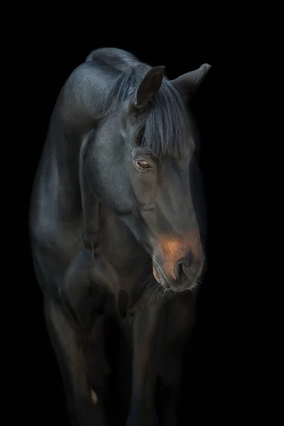 马的肖像紧贴黑色背景 — 图库照片