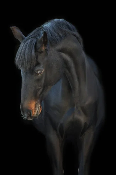 Paard Portret Close Zwarte Achtergrond — Stockfoto