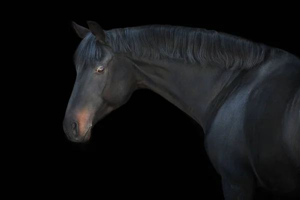 Paard Portret Close Zwarte Achtergrond — Stockfoto