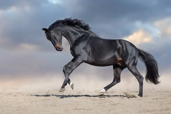 Garanhão Preto Executado Poeira Deserto Contra Fundo Azul Fotos De Bancos De Imagens