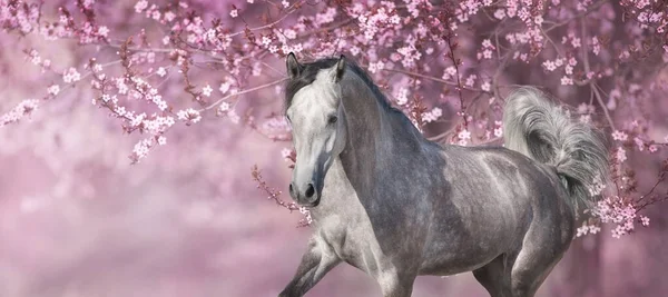 White Horse Running Full Gallop Pink Blooming Garden — Stock Photo, Image