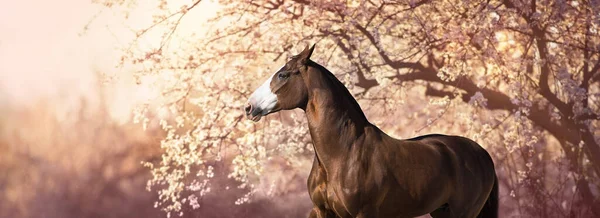 Beautiful Horse Portrait Standing Front Flowering Plum Trees Panorama Banner — Stock Photo, Image