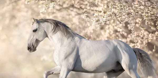 Cavalo Branco Espanhol Correndo Galope Completo Jardim Florescente — Fotografia de Stock