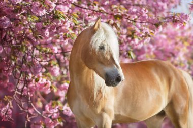 Kiraz çiçekli haflinger midillisi portresi.