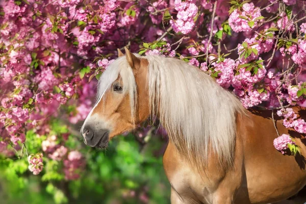 Retrato Pônei Haflinger Agradável Com Árvore Florescente Sakura Imagens De Bancos De Imagens