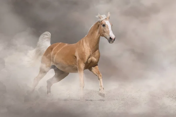 Palomino Paard Loopt Vrij Rond Woestijnzand — Stockfoto