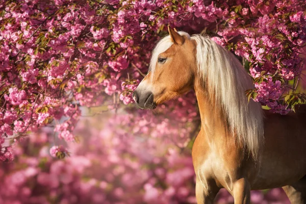 Portret Miłego Kucyka Haflinger Sakura Kwitnących Kwiatów Wiśni — Zdjęcie stockowe