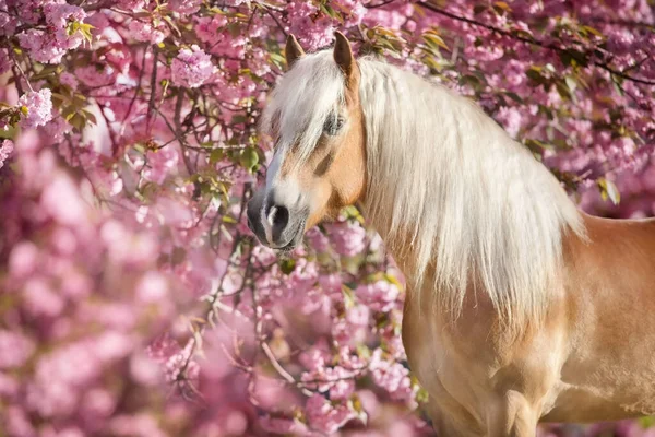 Retrato Belo Pônei Haflinger Com Flores Cereja Florescendo Sakura Fotos De Bancos De Imagens Sem Royalties