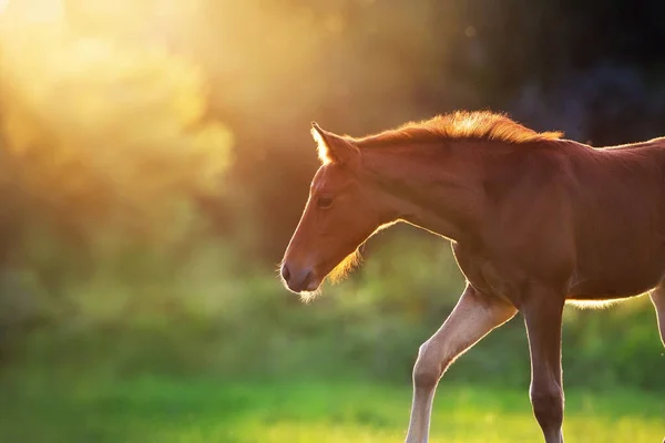 Colt Vermelho Fechar Prado Verde Primavera Pôr Sol — Fotografia de Stock