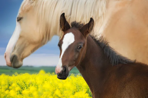 Portrait Little Foal His Caring Mother Summer Yellow Rape Field — Stock Photo, Image