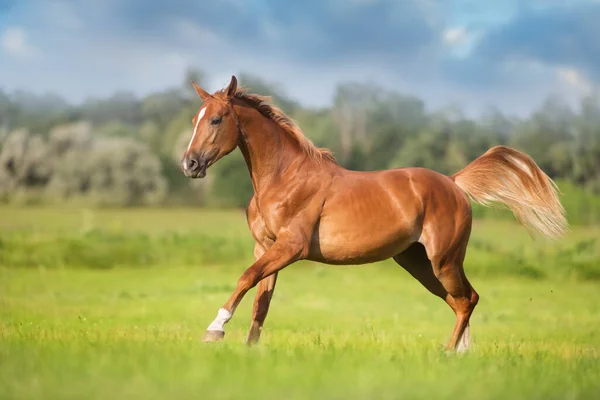 Cheval Rouge Course Libre Printemps Champ Vert — Photo