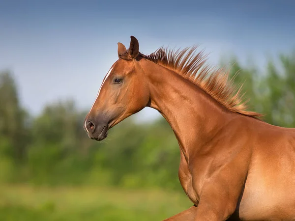 春の緑のフィールドで赤い馬のフリーラン — ストック写真