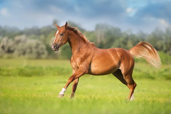 Cavalo Vermelho Livre Executado Campo Verde Primavera Imagens De Bancos De Imagens Sem Royalties