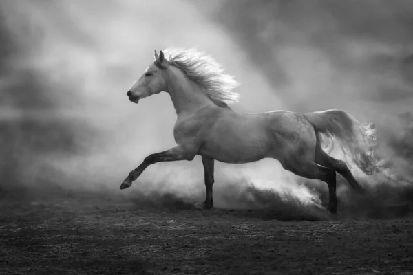 Kuda Arab Putih Berlari Bebas Saat Matahari Terbenam Dalam Debu — Stok Foto