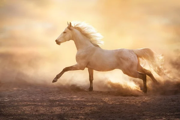 Uzun Yeleli Beyaz Arap Atı Kumlu Tozda Güneş Işığında Koşuyor — Stok fotoğraf