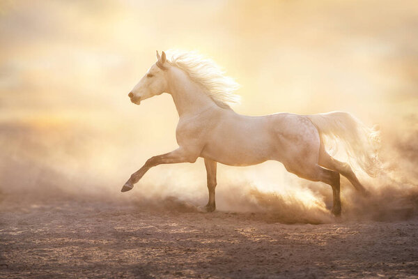 White arabian horse with long mane free run in sunlight in sandy dust