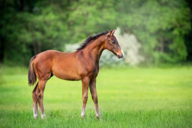 Yeşil çayırda duran körfez tayı