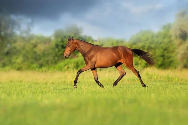 Course Chevaux Bay Trotter Sur Terrain — Photo