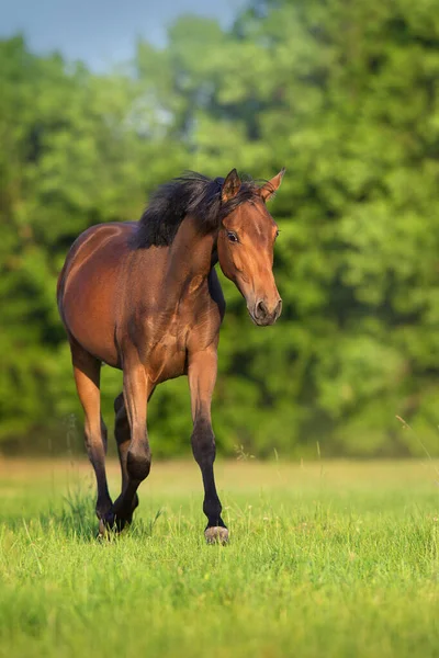 Bay Horse Run Trabt Auf Feld — Stockfoto