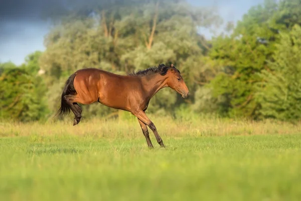 Bay Mladý Kůň Běží Tryskem — Stock fotografie