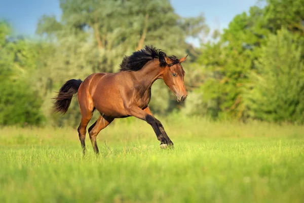 Zatoka Młody Koń Biegać Galop — Zdjęcie stockowe