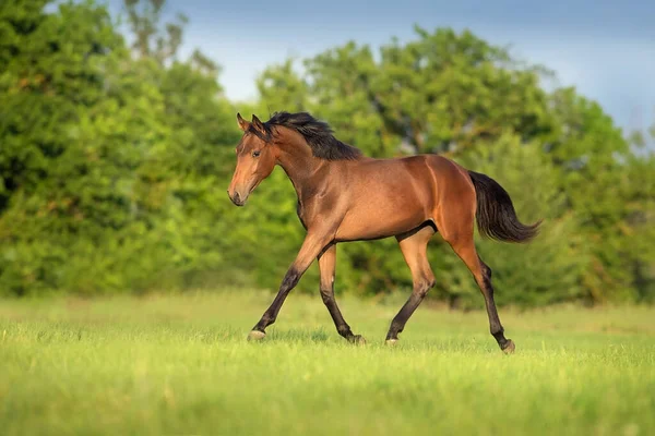 Bay Horse Run Trotting Field — Stock Photo, Image