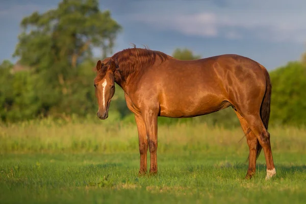 Czerwony Koń Bliska Polu — Zdjęcie stockowe