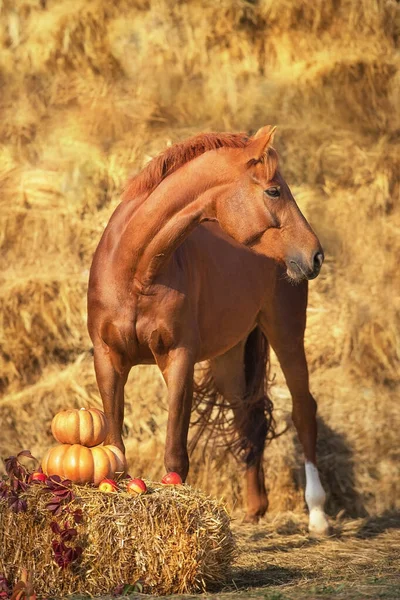 Rotes Pferd Porträt Mit Herbst Ernte Kürbissen — Stockfoto