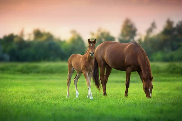 Égua Vermelha Potro Verde Pasturein Nascer Sol Fotos De Bancos De Imagens Sem Royalties