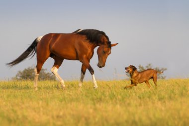 köpek ve at