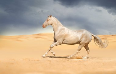 Çölde Akhal-teke ATI