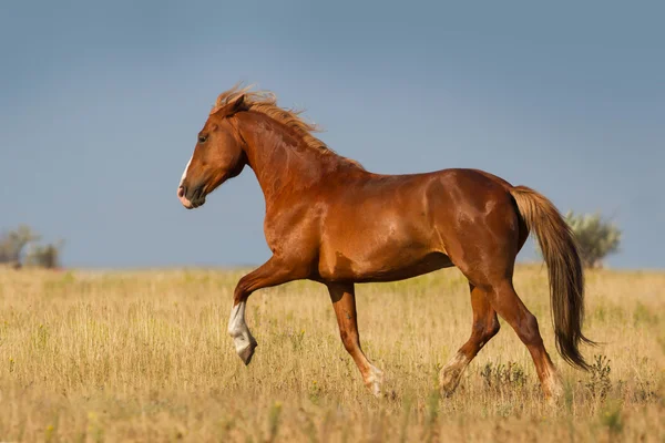 Course de chevaux — Photo