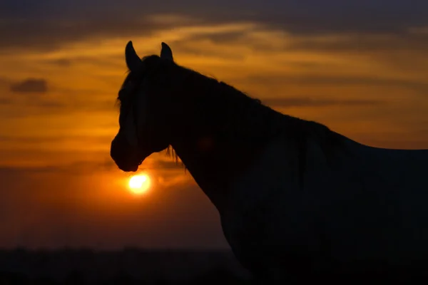 Hästen stående dawn — Stockfoto