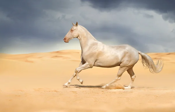 Akhal-teke konia na pustyni — Zdjęcie stockowe