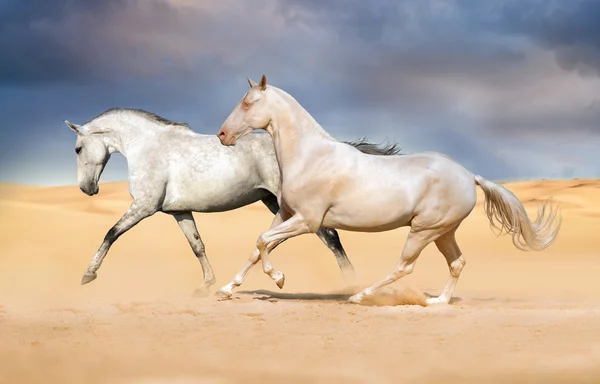Koně Akhal-teke v poušti — Stock fotografie