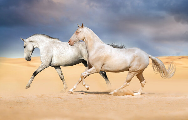 Akhal-teke horse in the desert