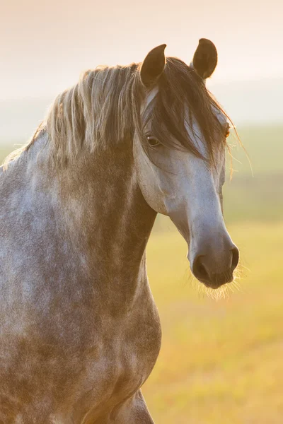 Retrato de cavalo cinza — Fotografia de Stock