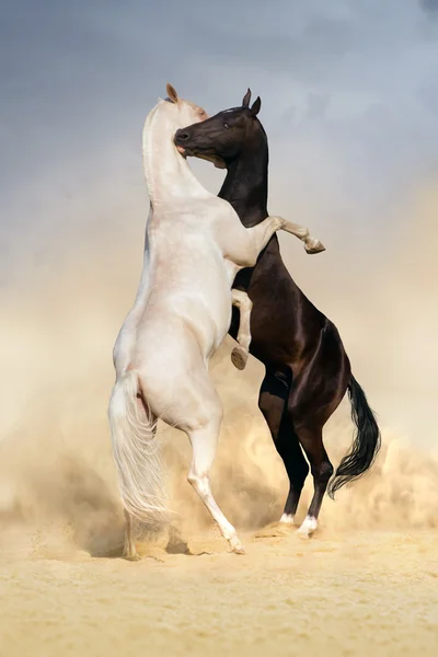 Luta de cavalos Achal-teke — Fotografia de Stock