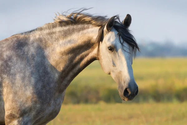 Gri atı portre — Stok fotoğraf